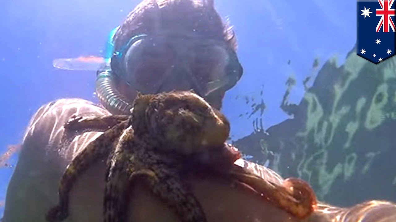 Octopus sticks to man snorkeling in Australia and won't let go - TomoNews