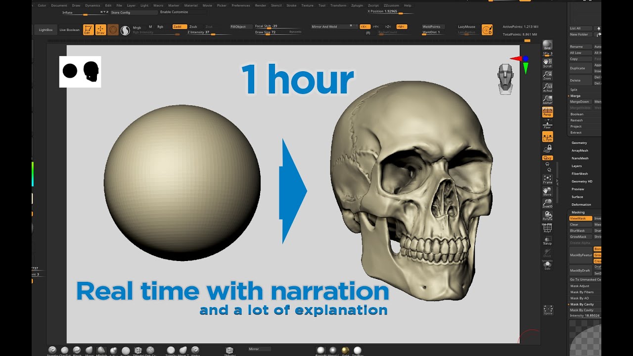 Skull anatomy for artists
