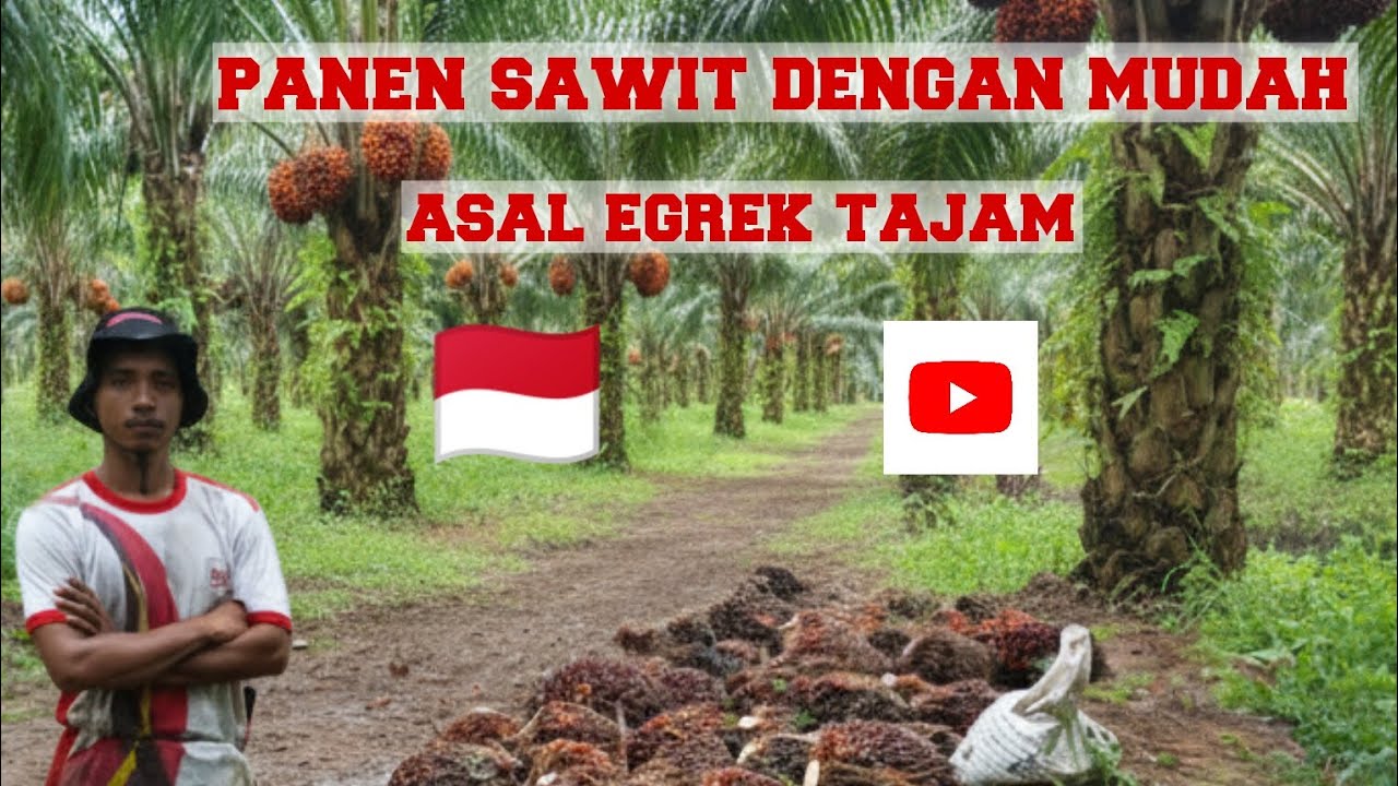 Panen sawit dengan mudah asal egrek tajam