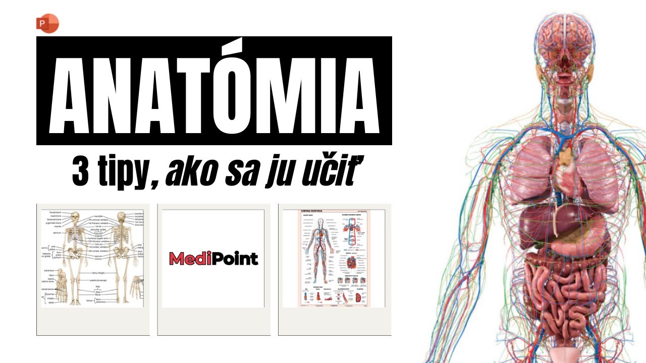 ANATÓMIA - 3 tipy ako sa ju učiť efektívne.