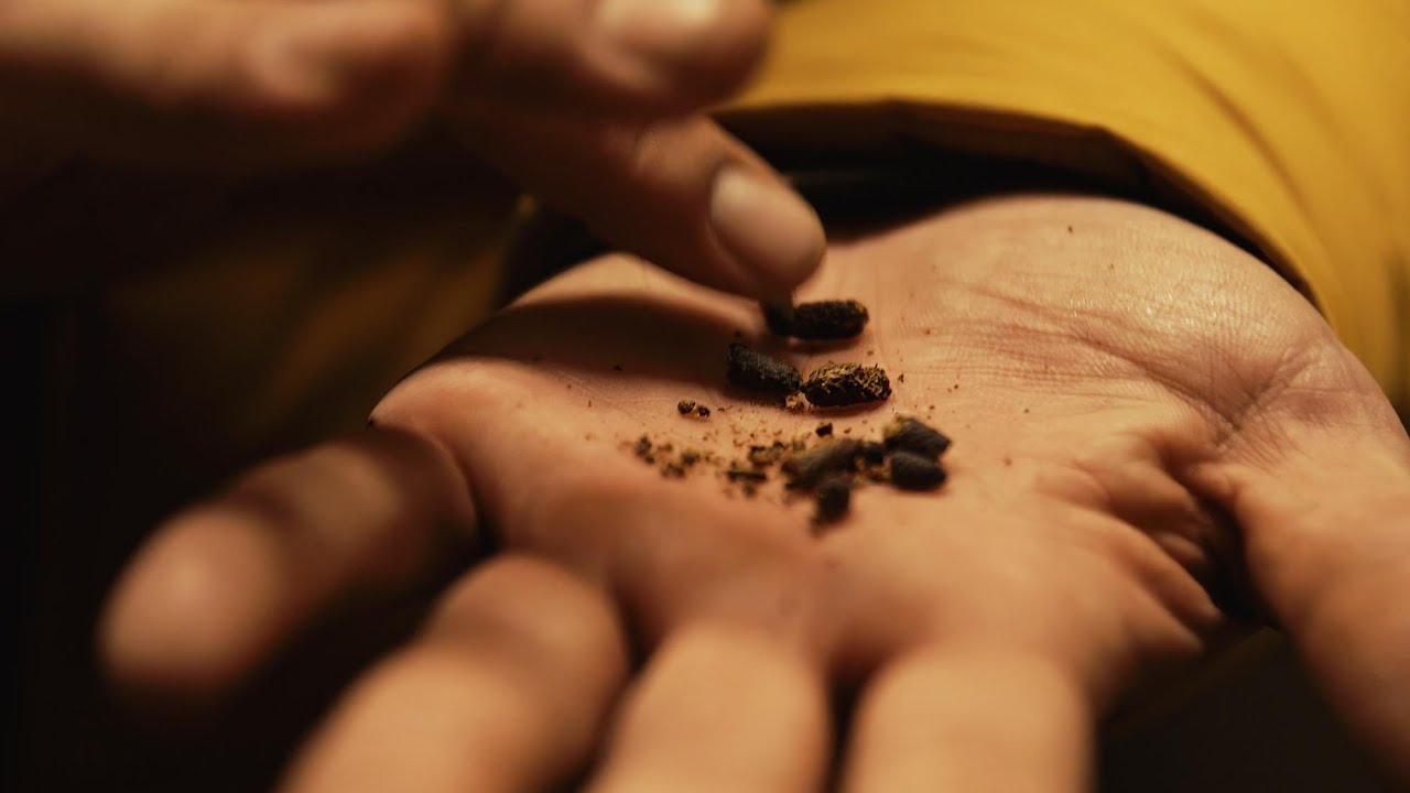 Les cueilleurs : le poivre des dunes