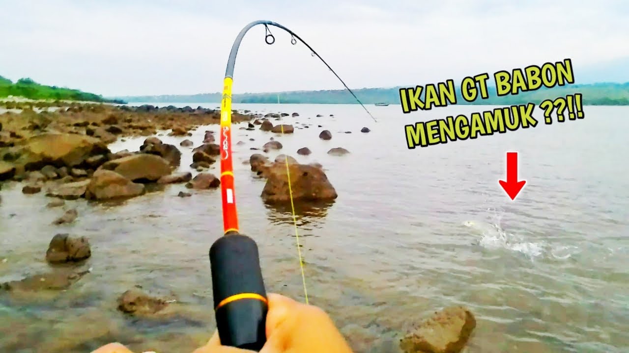 Strike GT Babon Di Spot Dangkal !! ULTRALIGHT CASTING Dengan Umpan Minnow Murah. 