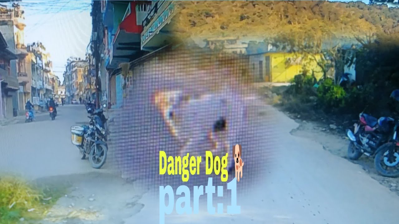 शिर खोला देखि डाडाखुटि सम्म साइकल यात्रा ( Danger Dog) /