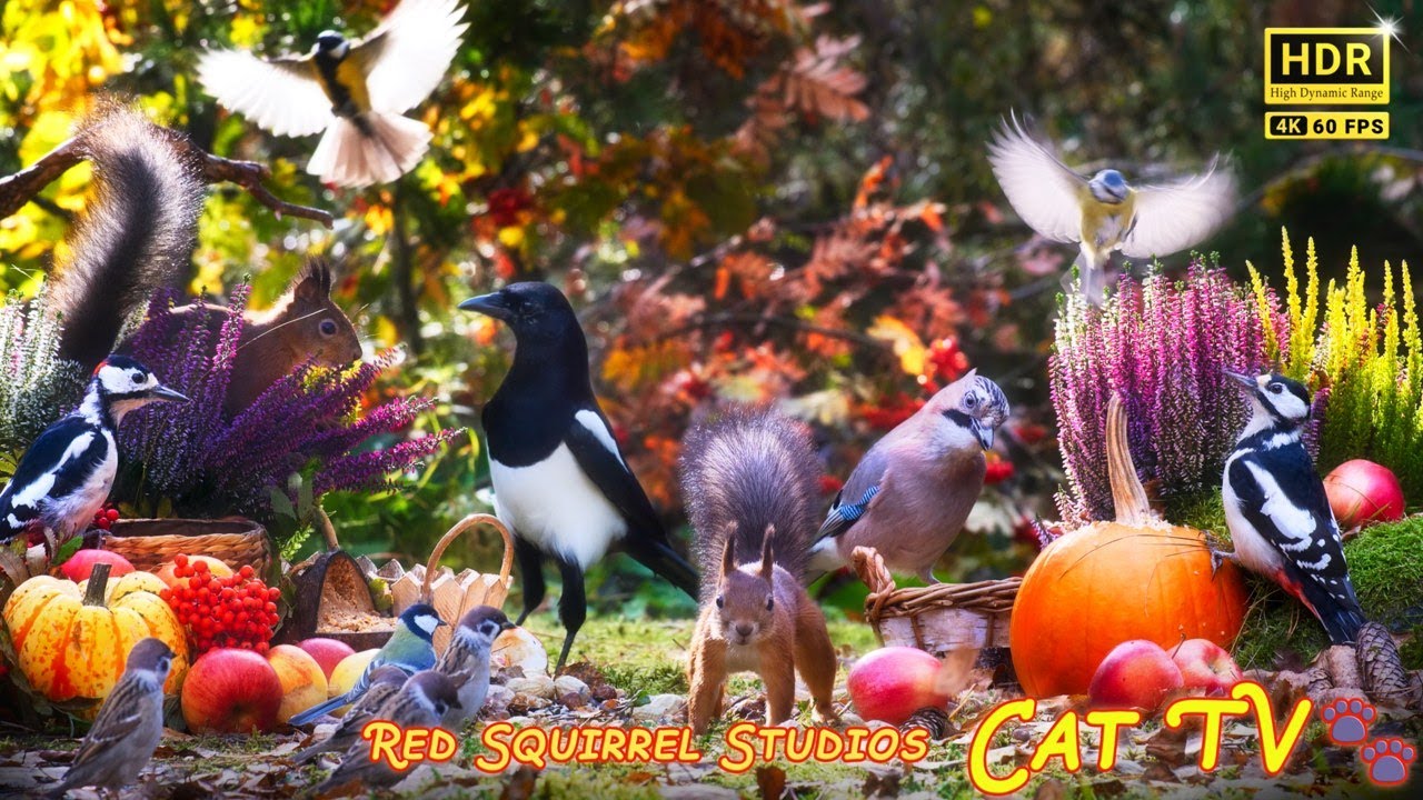 Cat TV NO ADS😻 Colourful Autumn Red Squirrels Little Birds Bramblings Jays Magpies Pumpkins