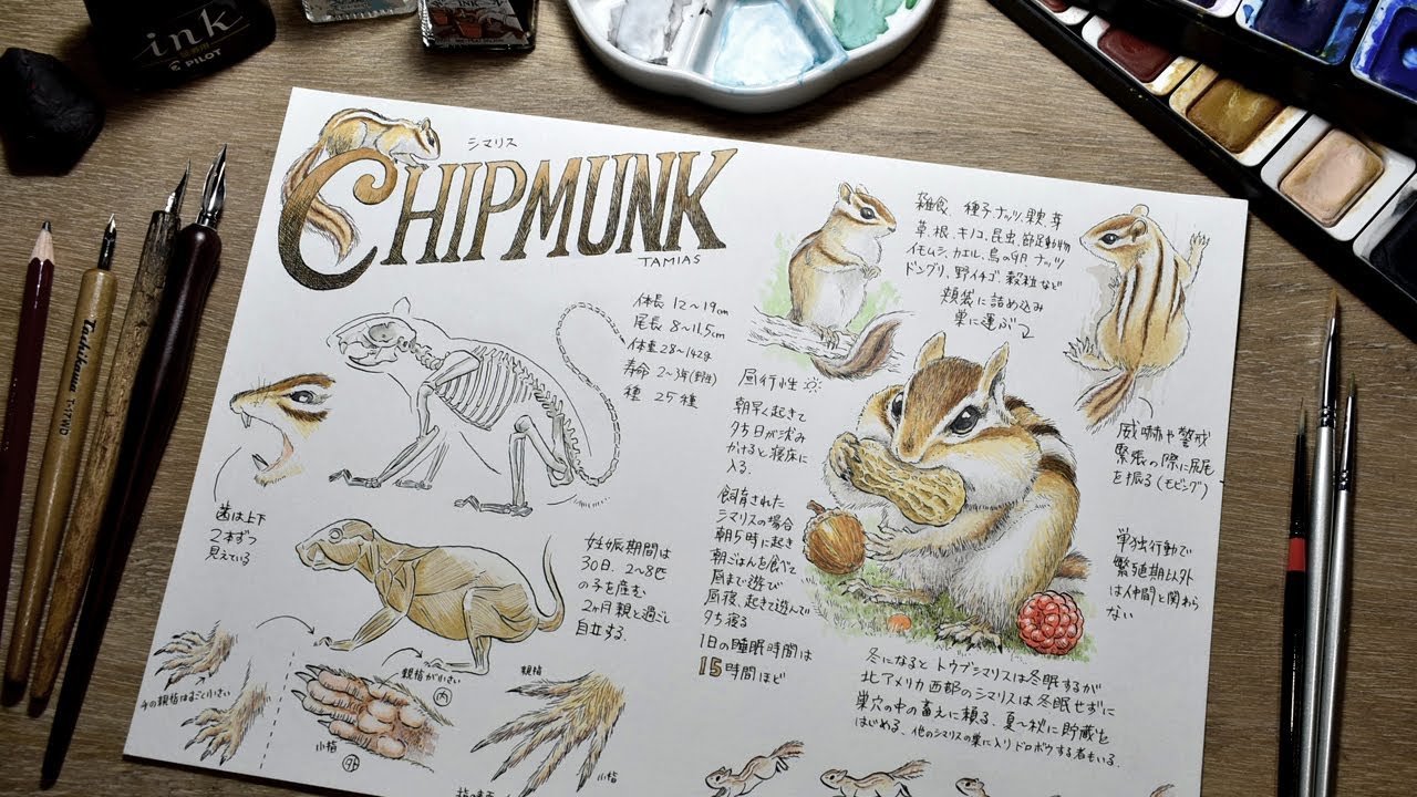 【イラスト図鑑】動物編『シマリス』／メイキング、ペン画、水彩画／Watercolor Chipmunk Drawing
