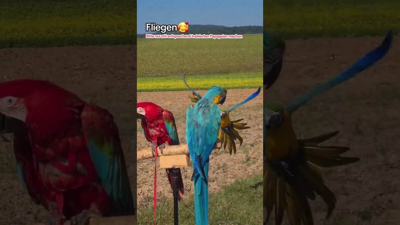 Papageien fliegen anfang Oktober 😍 #shorts #papageien #papagei #parrot #happy #parrots #freeflight