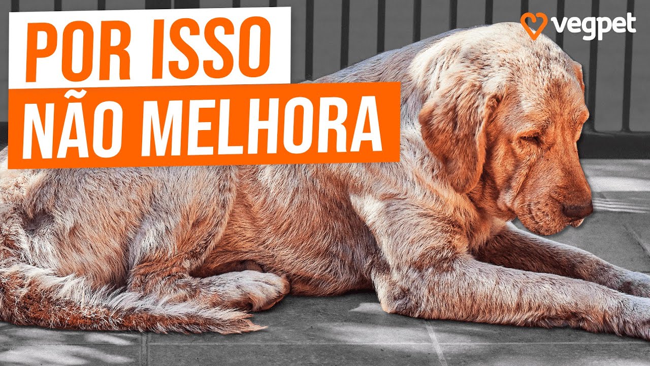 Fungos em Cães e Gatos Veja Como Tratar