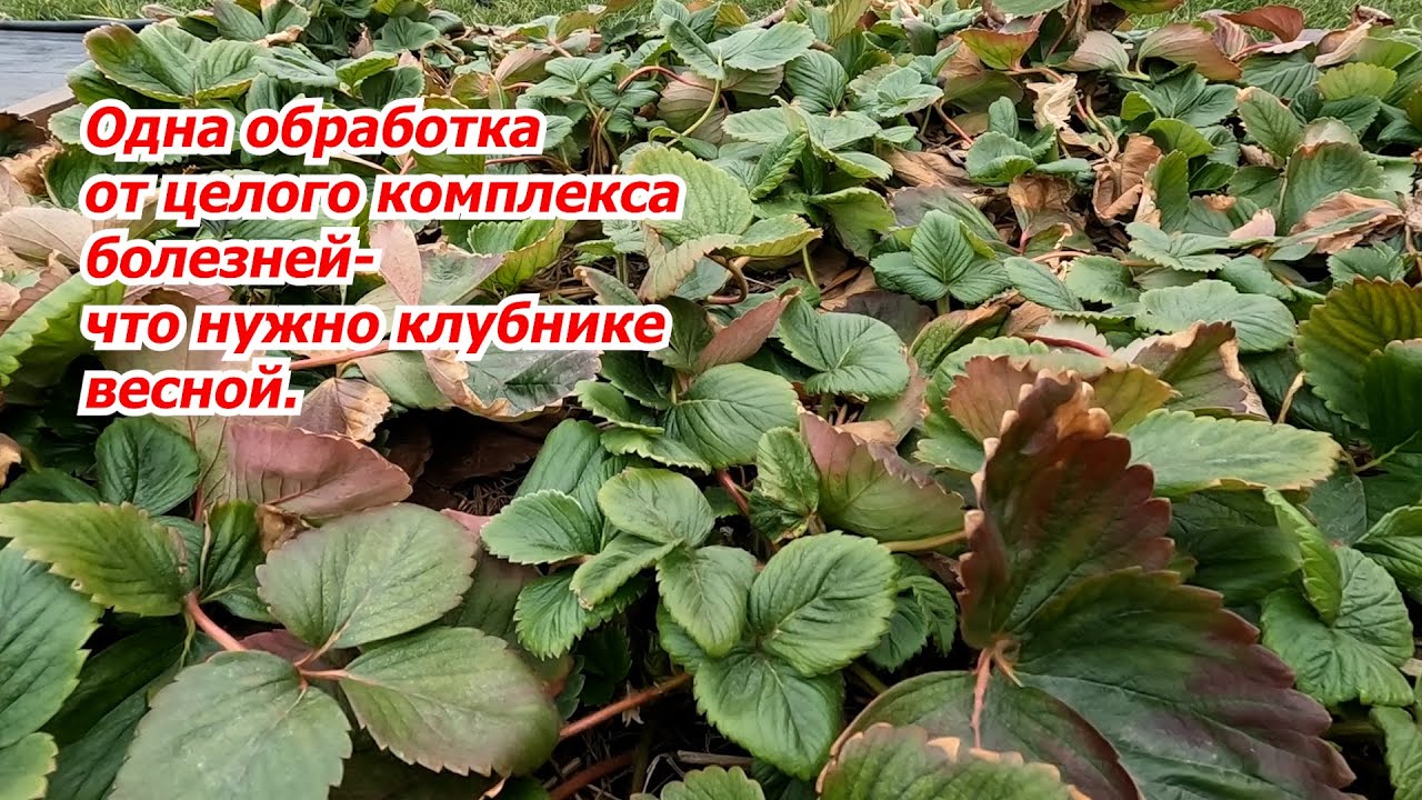Ранневесенняя обработка клубники от всех болезней- когда, чем и как?
