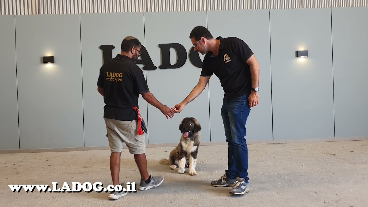 כלב רועה קווקזי בסיום קורס אילוף בחברת LADOG