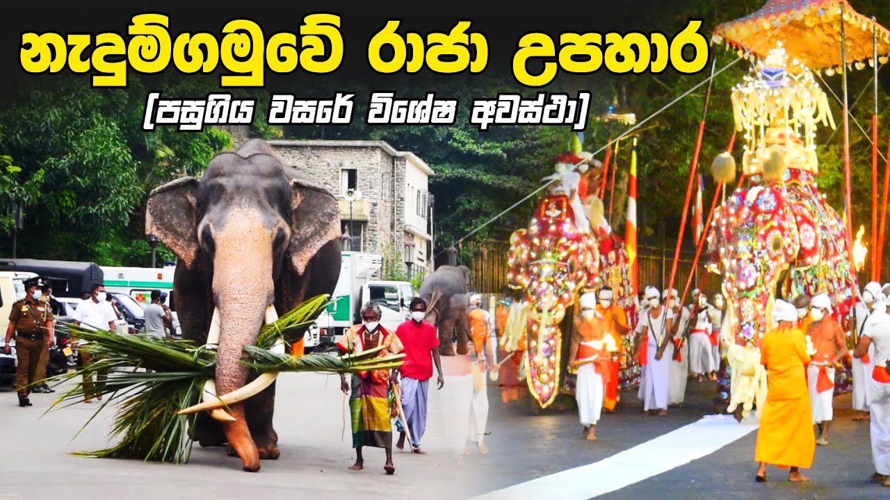 නැදුම්ගමුවේ රාජා උපහාර (පසුගිය වසරේ විශේෂ අවස්ථා) | Nadungamuwa Raja
