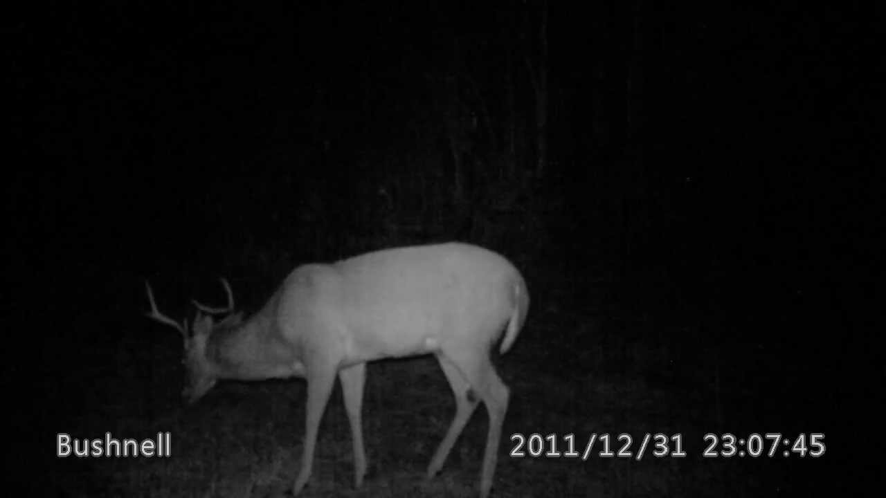 Bushnell 119467c 12/31/11