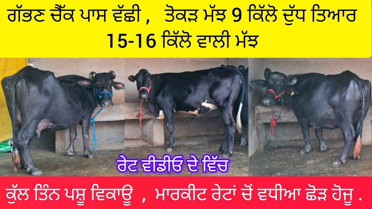 2 ਮੱਝਾਂ ਅਤੇ 1 ਗੱਭਣ ਚੈੱਕ ਪਾਸ ਵੱਛੀ ਵਿਕਾਊ  84373-14627  murah buffalo and gabhan check pass hf heifer .