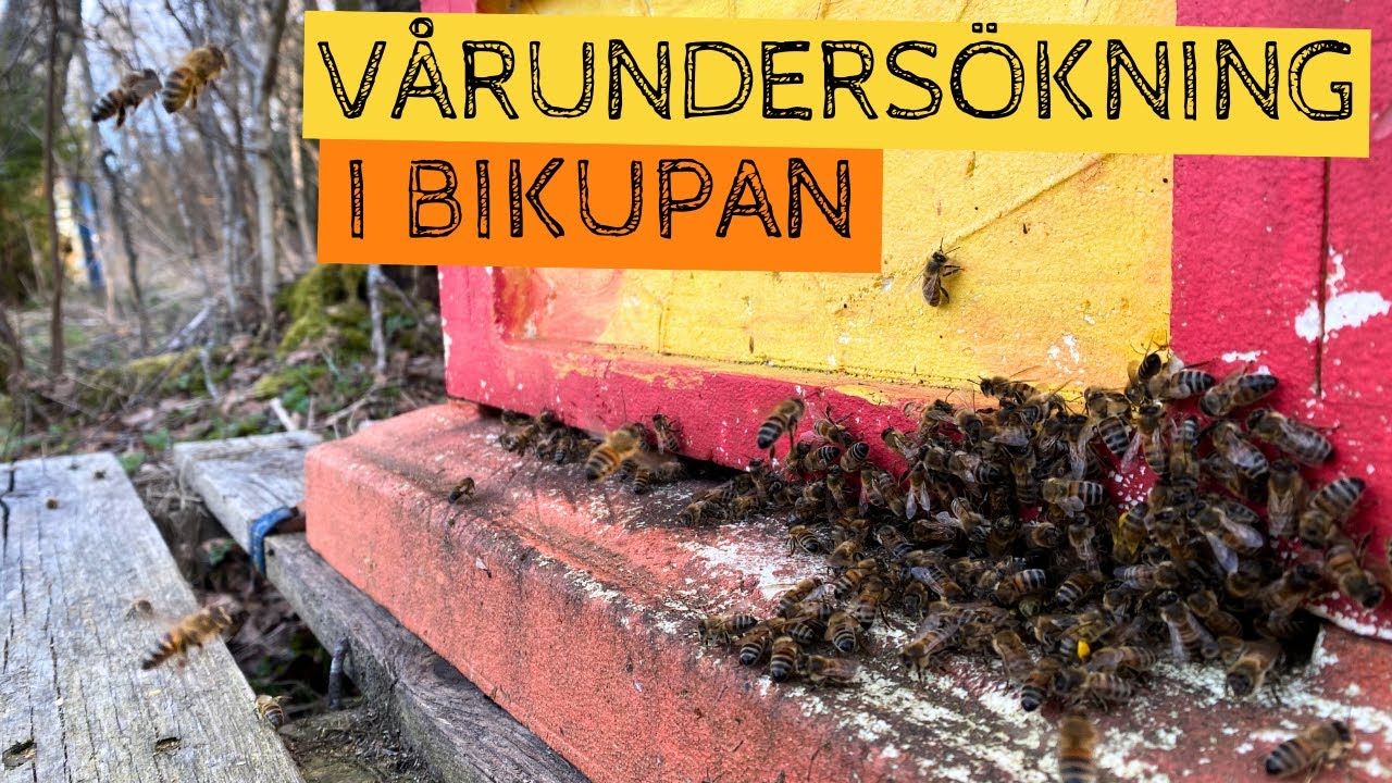Vårundersökning i bikupan - första kontrollen för året