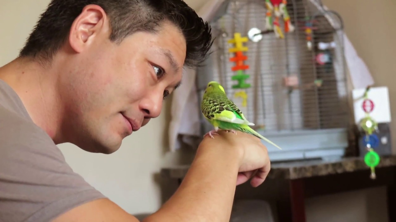 What We Feed Our Budgie, Pillow (Parakeet / Budgie Diet)