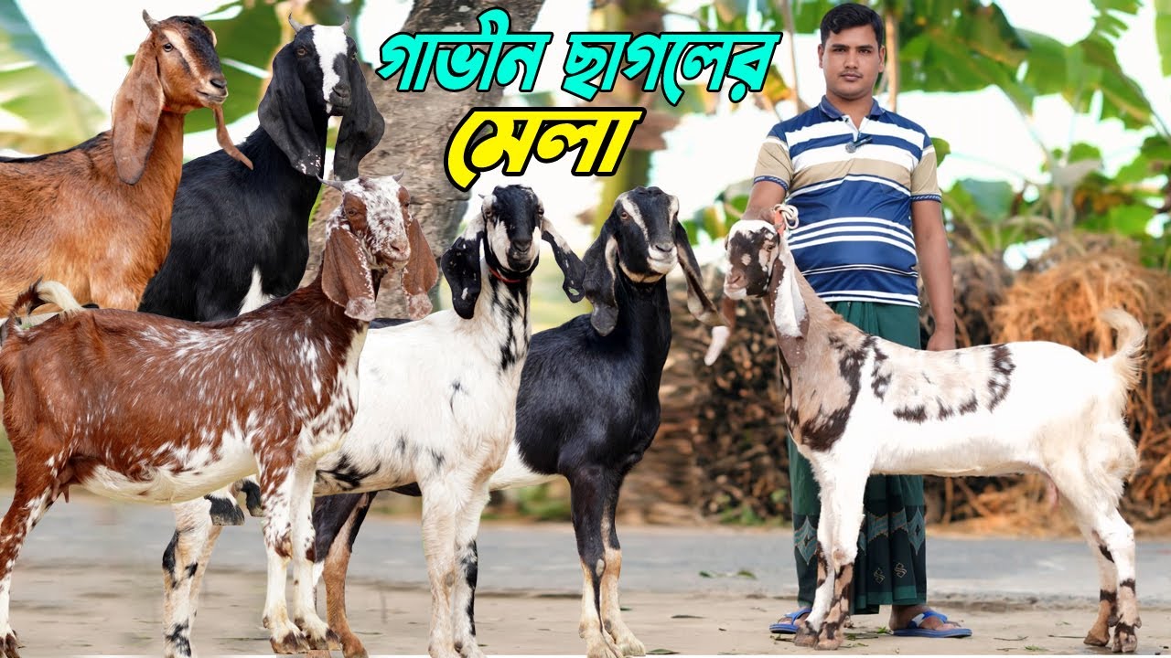 ধামাকা অফার। গাভীন ছাগলের মেলা। উন্নত জাতের ছাগল।