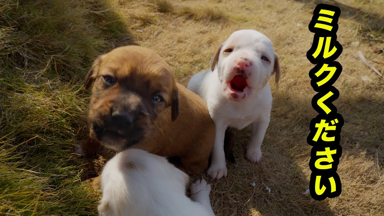 ミルクが欲しがる置き去りされた子犬のねだりの遠吠え声が可愛すぎる