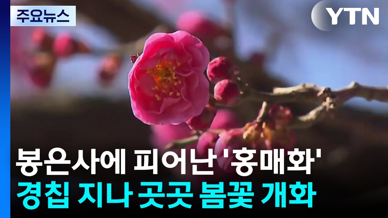 봄이 왔어요!...천년고찰 붉게 물들인 홍매화, 활짝 / YTN