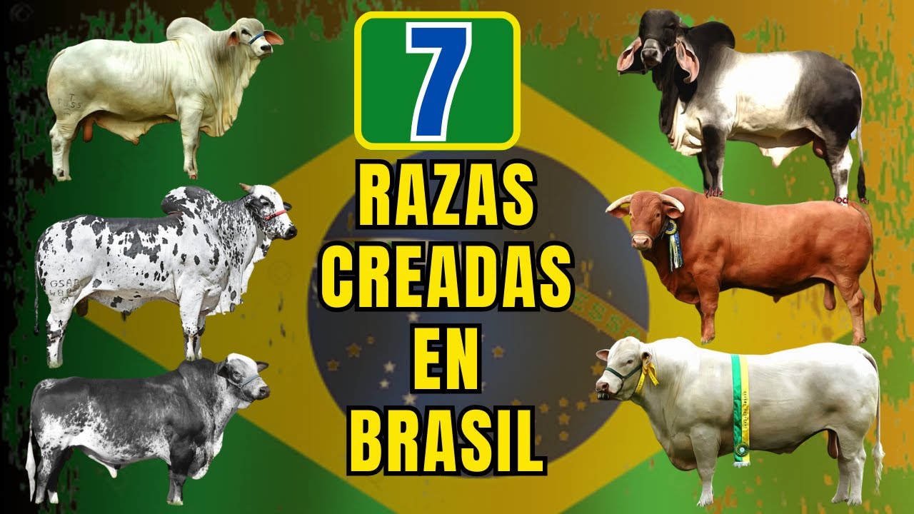 7 razas de ganado de fama mundial que fueron creadas en Brasil
