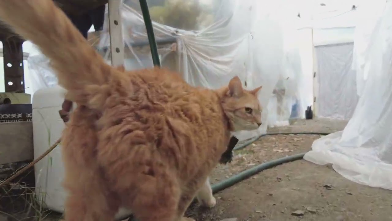 Snacks and visit to the greenhouse.