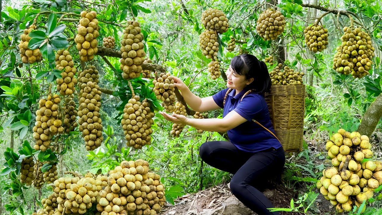 Harvest Langsat fruit , goes to the market to sell - Harvesting and Cooking |Tieu Vy Real Life