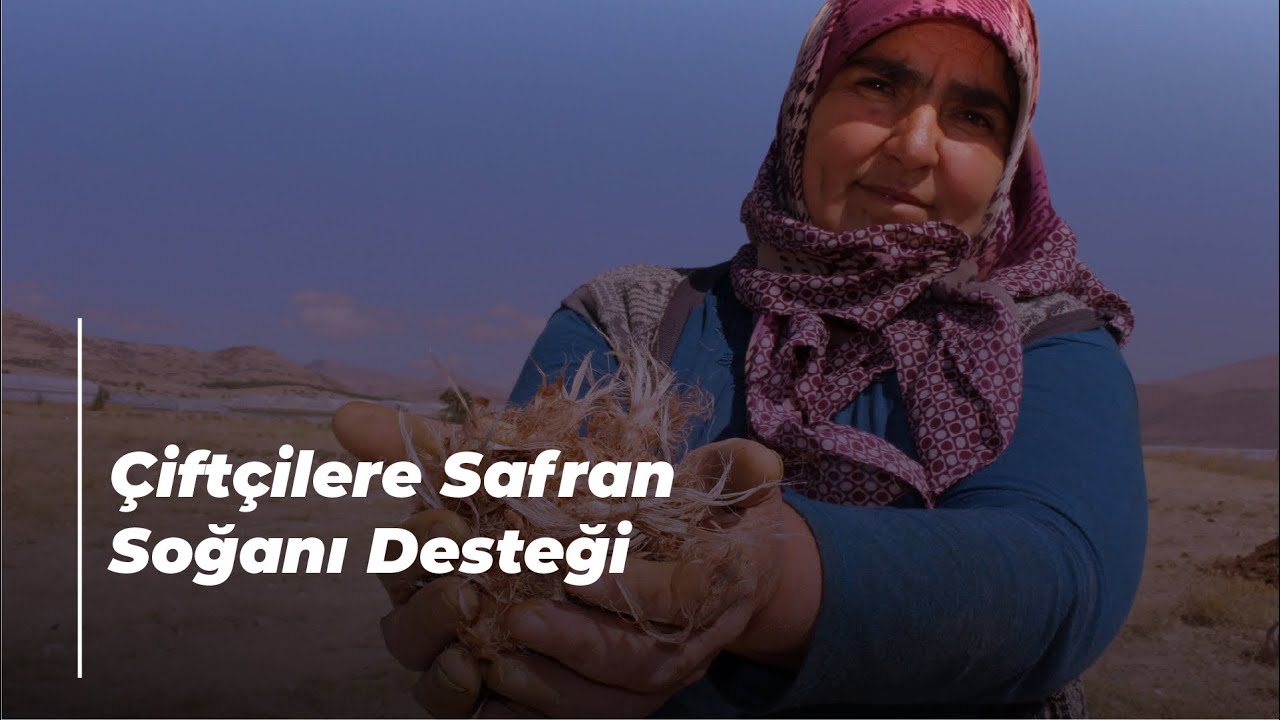 Çiftçilere Safran Soğanı Desteği