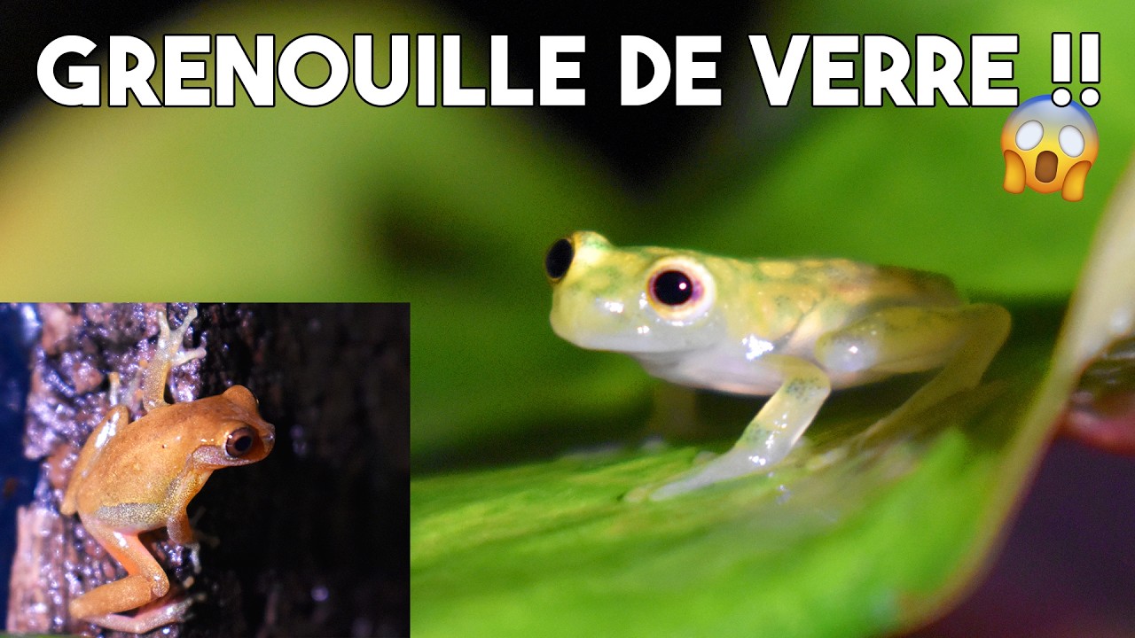 CETTE NOUVELLE GRENOUILLE EST INCROYABLE !! - Grenouille de verre + Dendropsophus