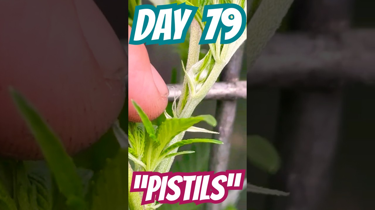 GROWING ORGANIC CANNABIS!!! (DAY 79)