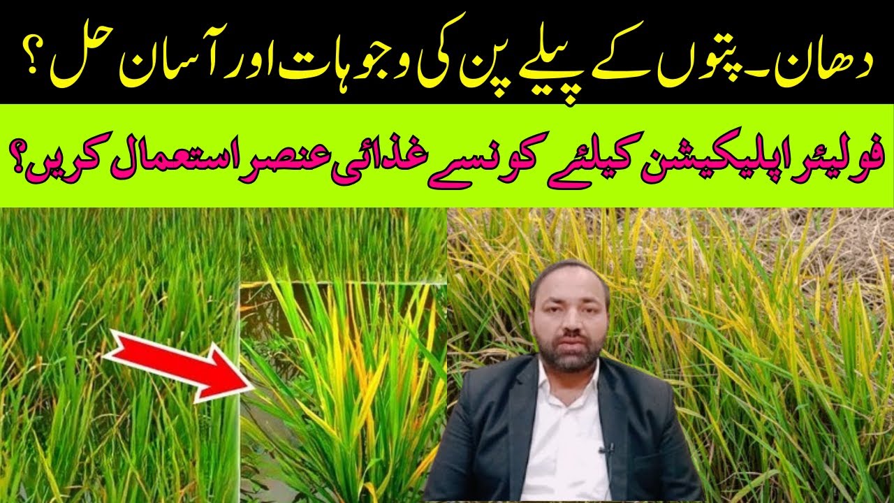 Causes of Yellow Rice Leaves & its Solution | Cyber Agri Extension |