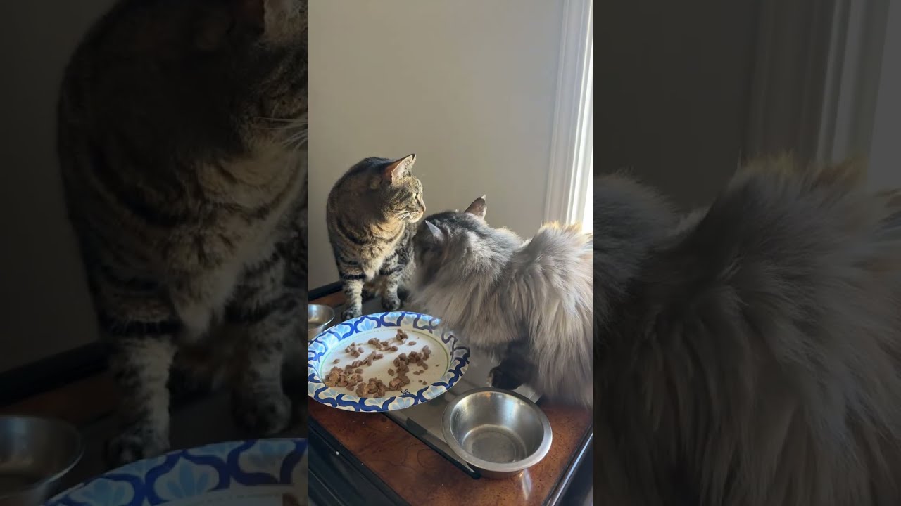 Oh Happy Day is live! #cat #prettyfunny #funnycats #kitten #prettycat #catdaily #fyp #cute