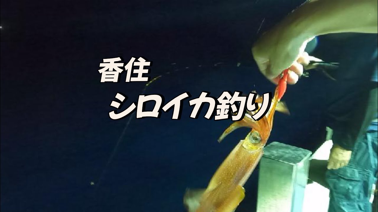 シロイカ釣り　香住
