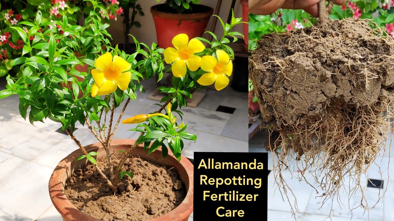 Allamanda plant care n repotting, Organic liquid fertilizer, monsoon flowering plant