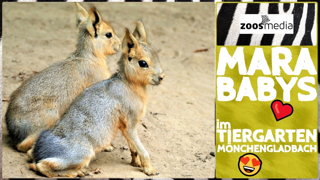 Tiergarten Mönchengladbach: Baby-MARAS 😍 auf der Südamerika-Wiese | zoos.media