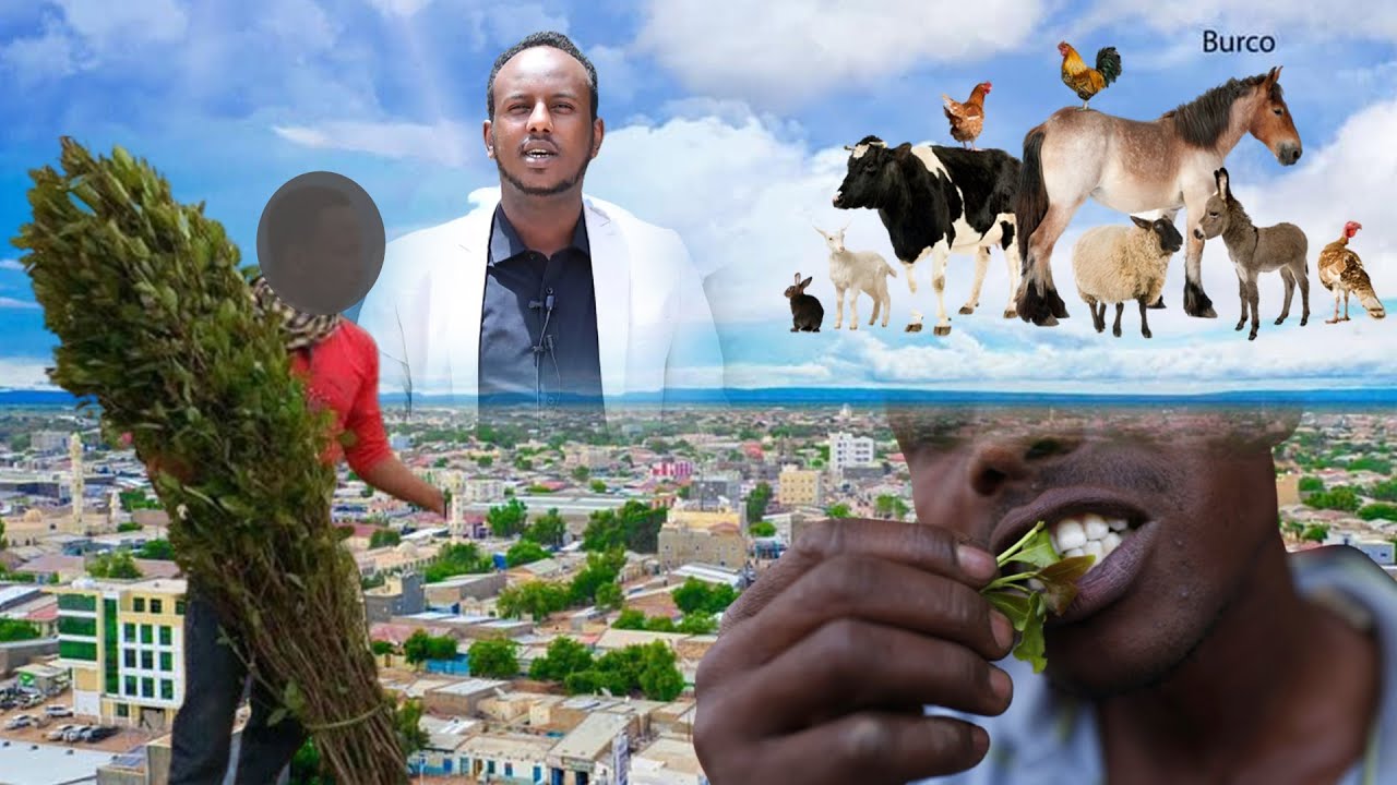 Golaha Deegaanka Burco Oo Go'aamo kusoo rogtay Qaadlayaasha Burco ,Shacabka & Ganacsatada Kala Duwan