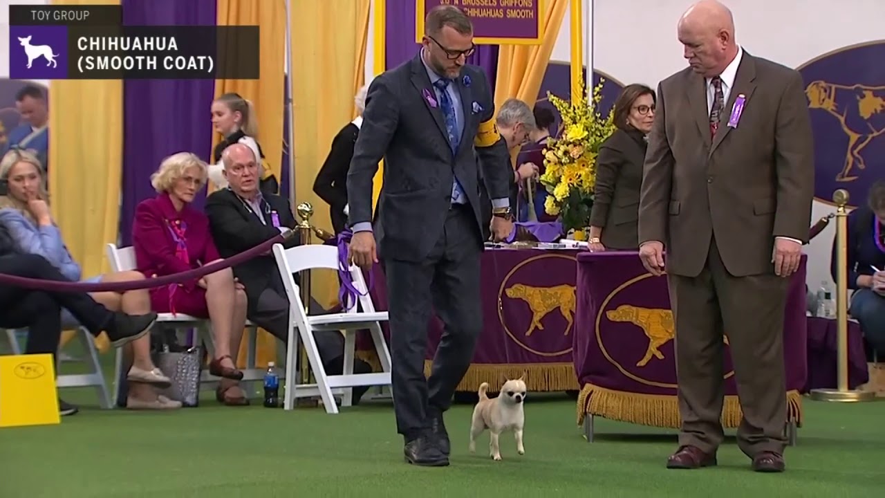 Chihuahuas (Smooth Coat) | Breed Judging 2020