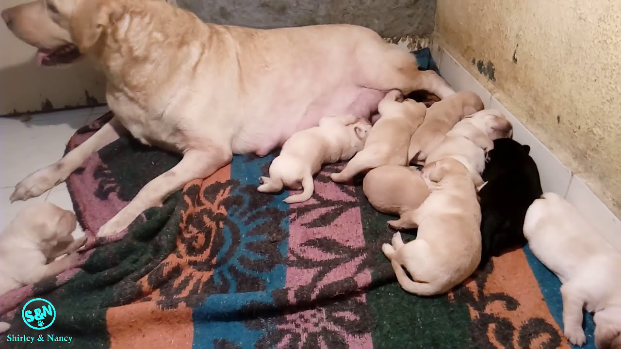 Labrador dog puppies day 10