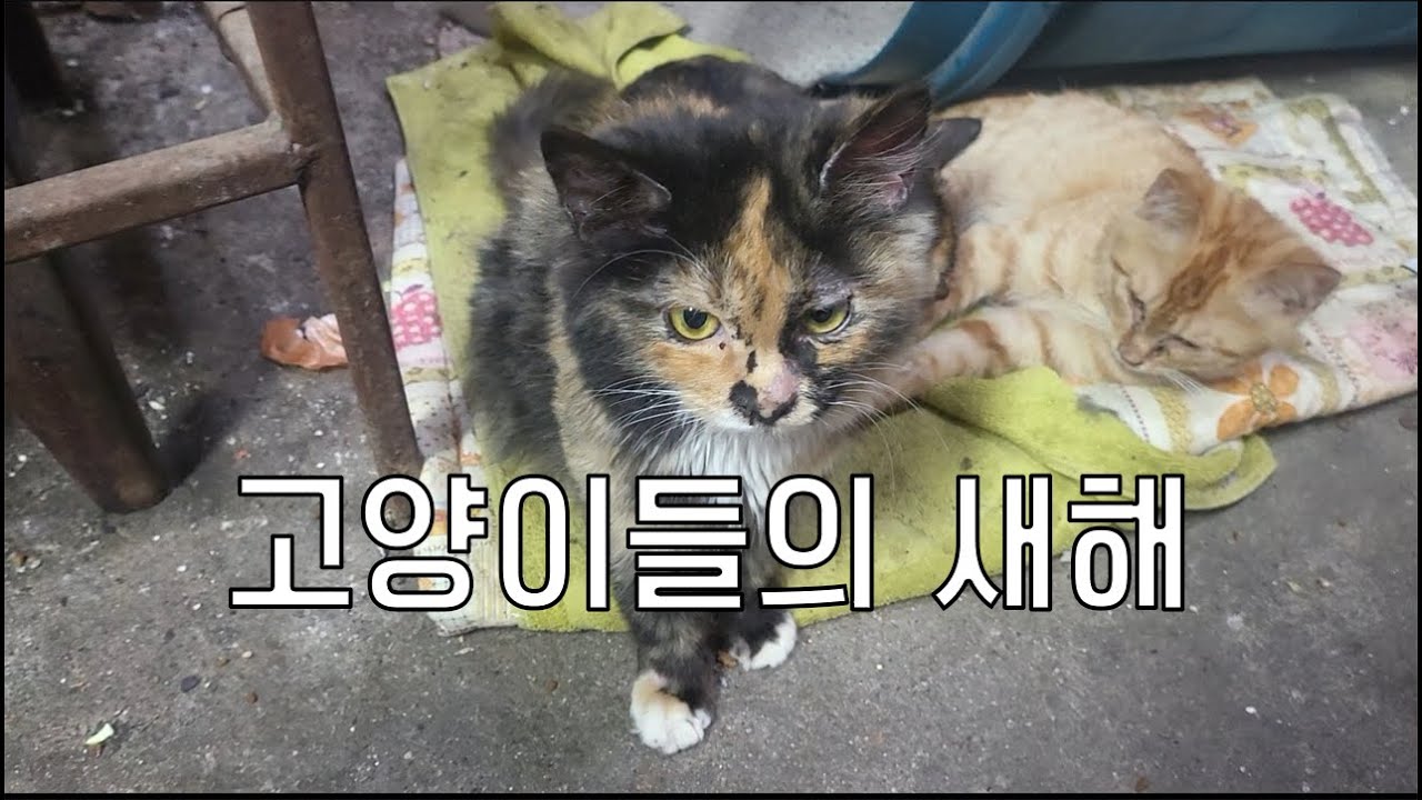 [VLOG] 고양이들의 새해가 밝았어요