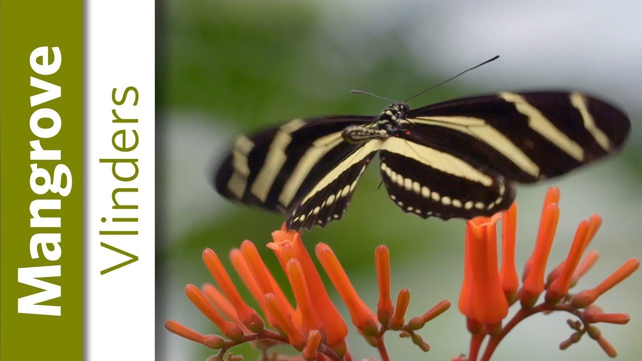 Vlinders | Burgers' Zoo Natuurlijk
