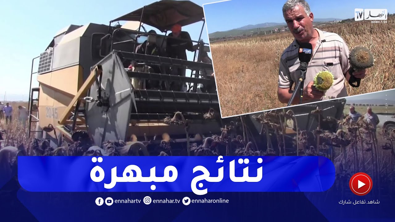 عنابة: إنطلاق عملية جني محصول دوار الشمس.. وتسجيل نجاح في أول تجربة
