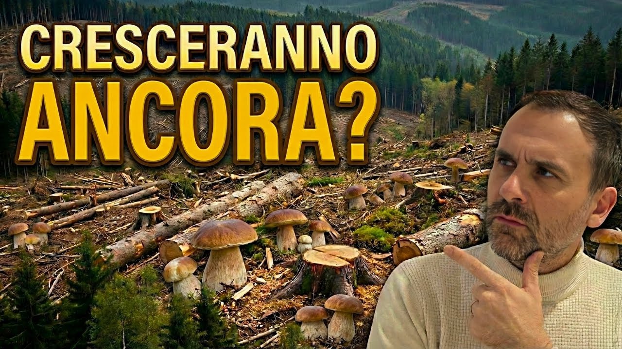 Boschi Tagliati: Addio Funghi?