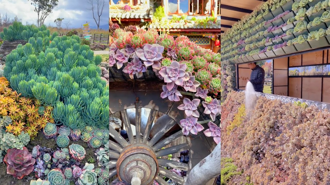 Succulent Paradise | Thiên đường sen đá | 多肉植物| 다육이들 | Suculentas