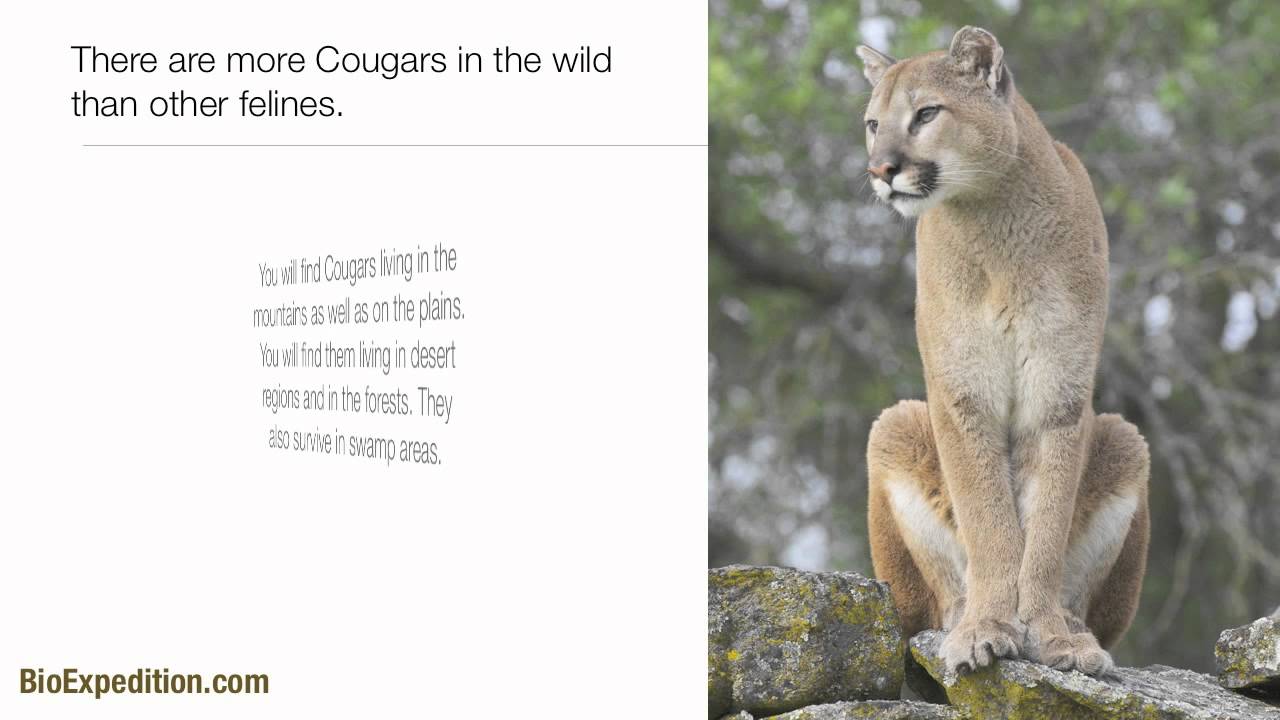 Information about Cougars