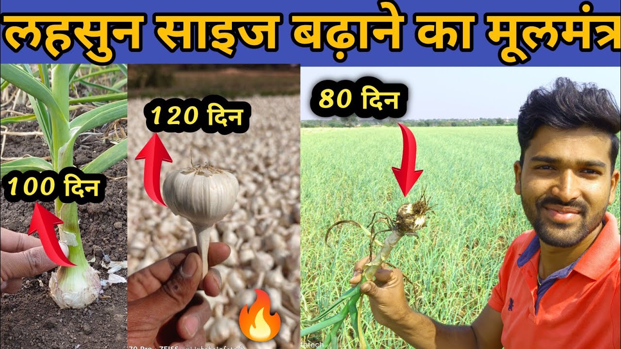 लहसुन साइज ओर वजन बढ़ाने का रामबाण समाधान 🔥how to increase the size of garlic #garlicfarming#लहसुन🔥🔥