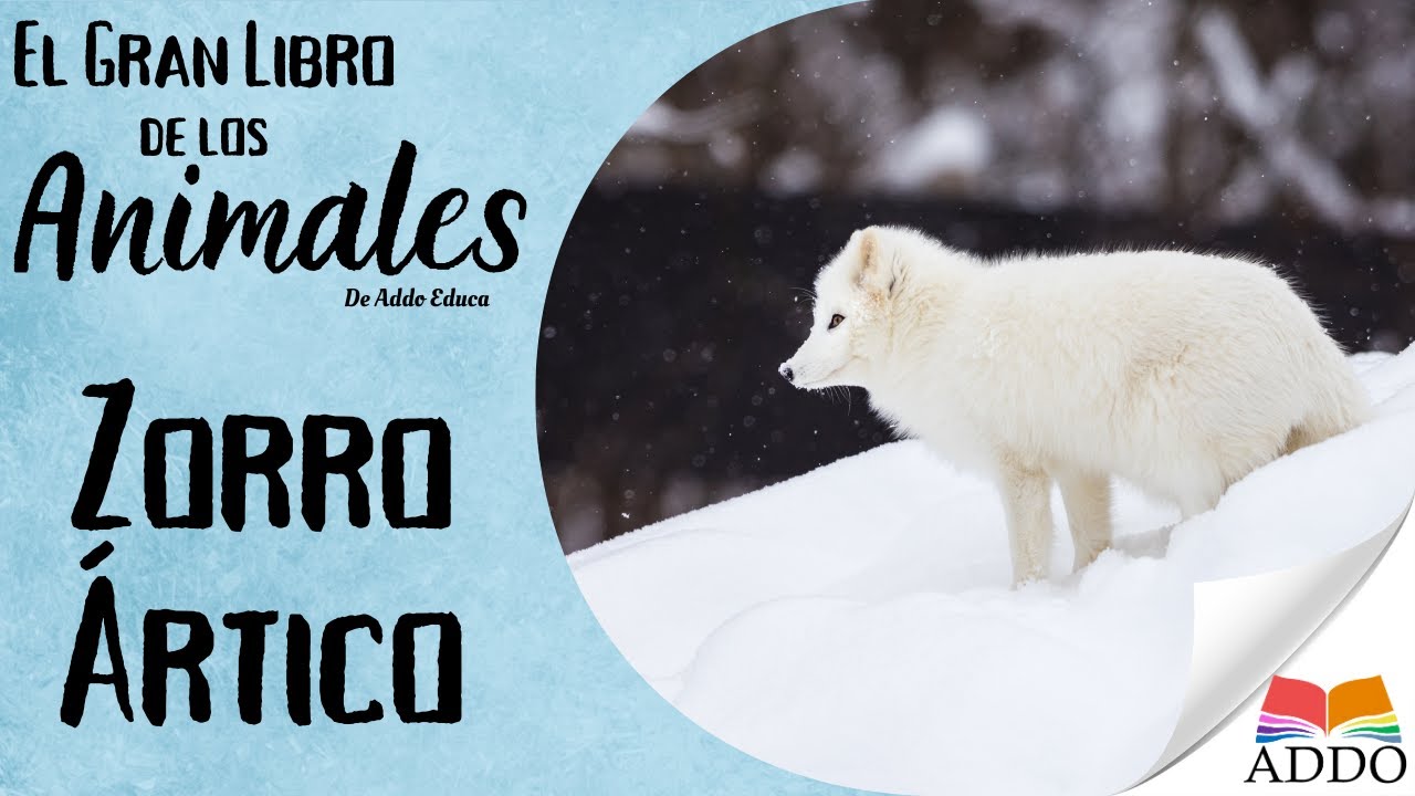 APRENDER sobre el ZORRO ARTICO para NIÑOS