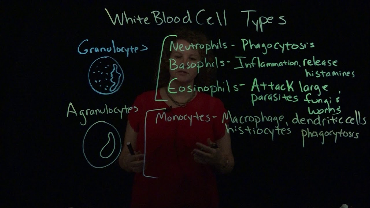 Major White Blood Cell Types