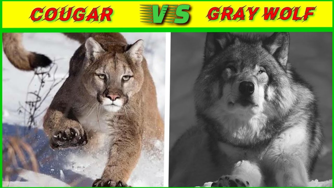 Cougar vs gray wolf किसकी होगी जीत?/puma vs gray wolf fight in hindi/A.K.Knowledge.