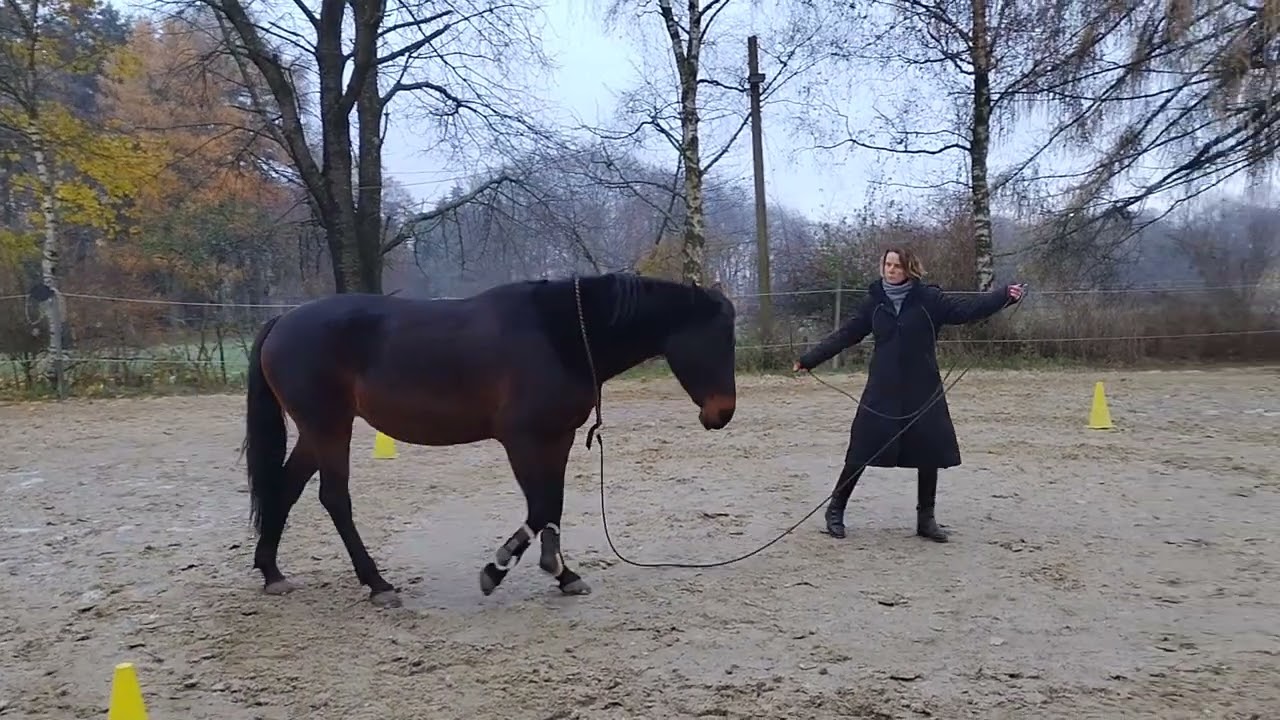 4 Pylonen und ein Pferd