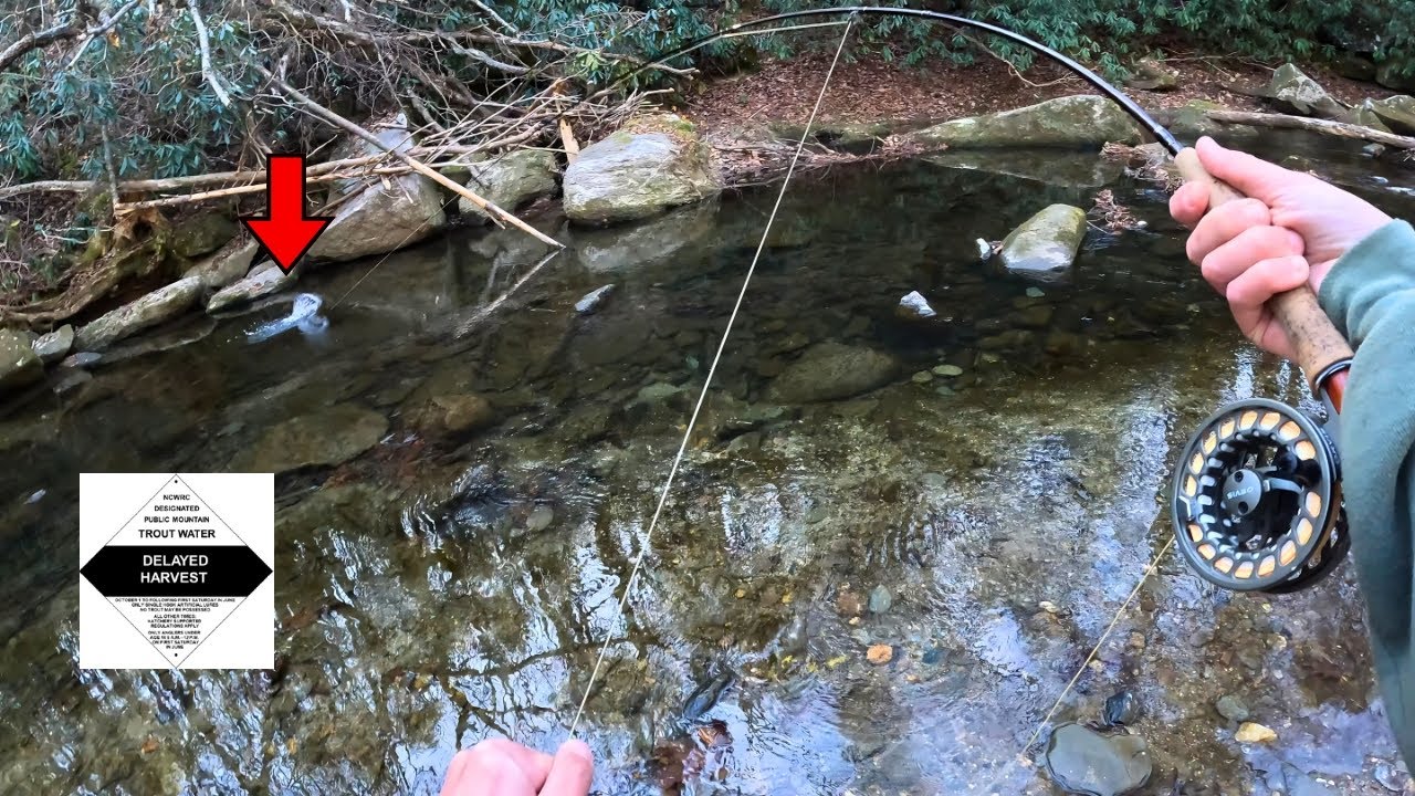 North Carolina Stocked some MONSTERS in this TINY Creek (NC Delayed Harvest Trout Fishing)