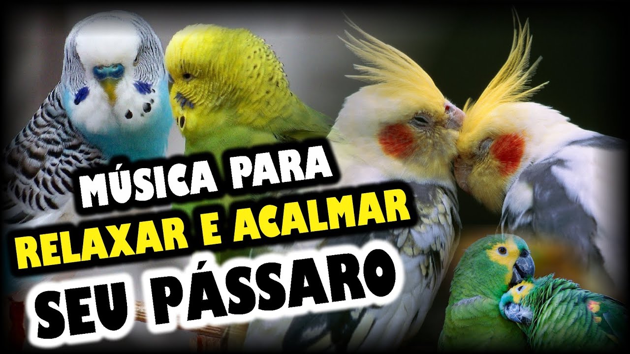 Música relaxante para CALOPSITA/ PERIQUITO/ PAPAGAIO/EM GERAL-Acalme seu pássaro e ajude-o a dormir!