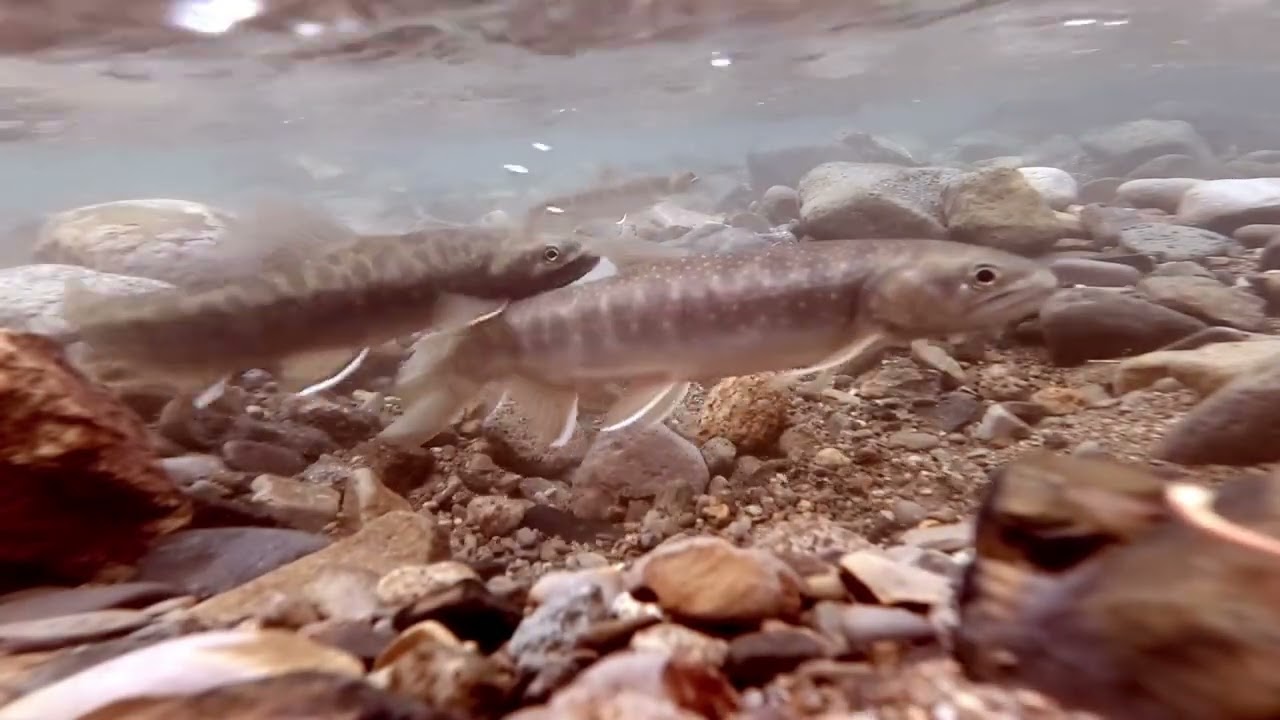 Dolly Varden and the search for an answer
