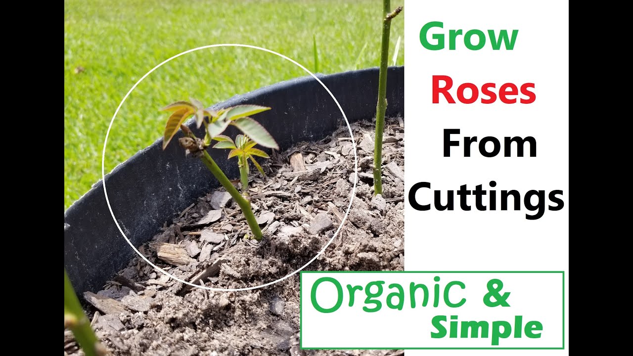 How to Propegate Roses From Cuttings - Organic and Simple Method!